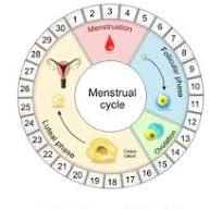 Menstrual tracker